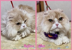 CatBeforeAfter_001