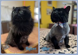 CatBeforeAfter_002