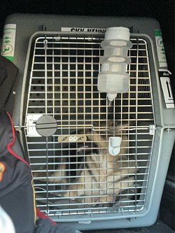 Pawsonmove_008